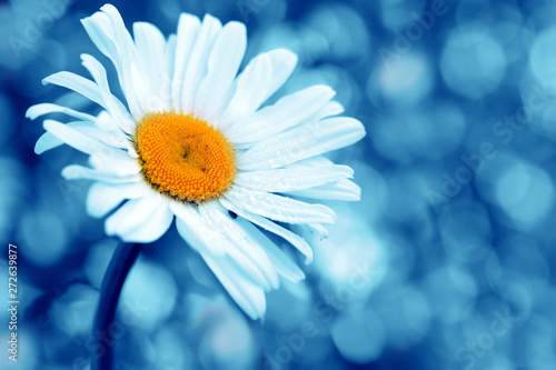 Chamomile flower with drops of water on the blue background.