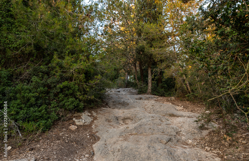 Obraz premium The stone footpath leading through the Hanita forest in northern Israel, in the rays of the setting sun