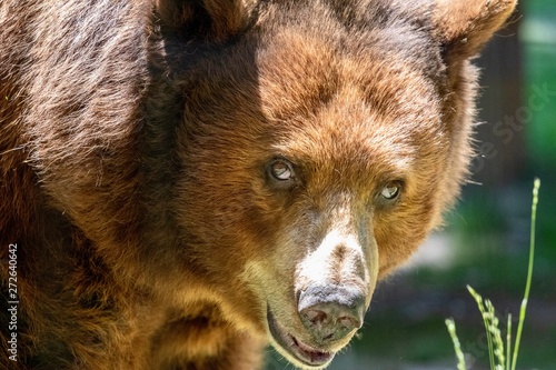 Wallpaper Mural American Black Bear close up  Torontodigital.ca
