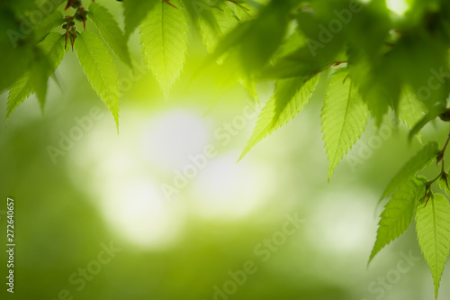 Closeup of nature green leaf and sunlight with greenery blurred background use as decoration ecology environment   fresh wallpaper concept. - Image