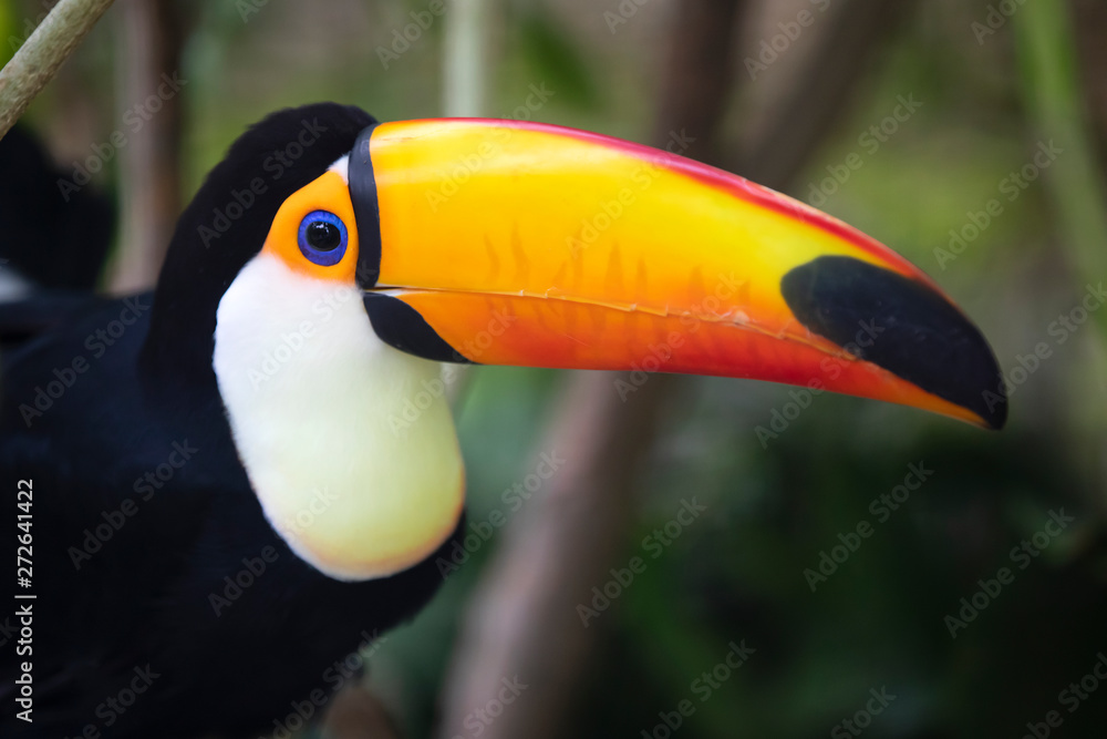 Exotic toucan bird perched on tree in jungle Exotic toucan bird perched on tree in jungle