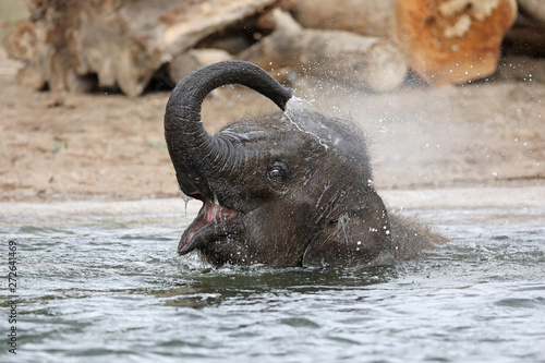 Cute young Indian elephant calf playing in water photo