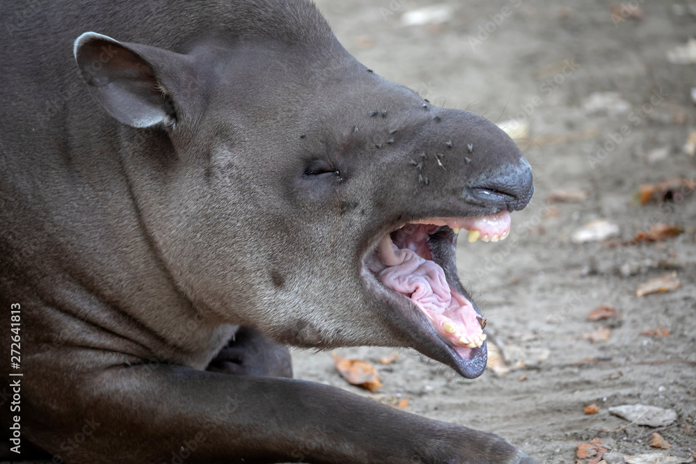 close-up view of adult wild tapir yawning close-up view of adult wild tapir yawning
