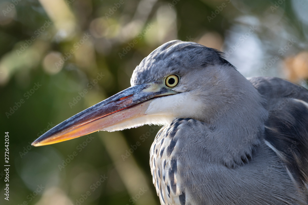 Grey Heron bird in natural habitat, blurred background. Grey Heron bird in natural habitat, blurred background.