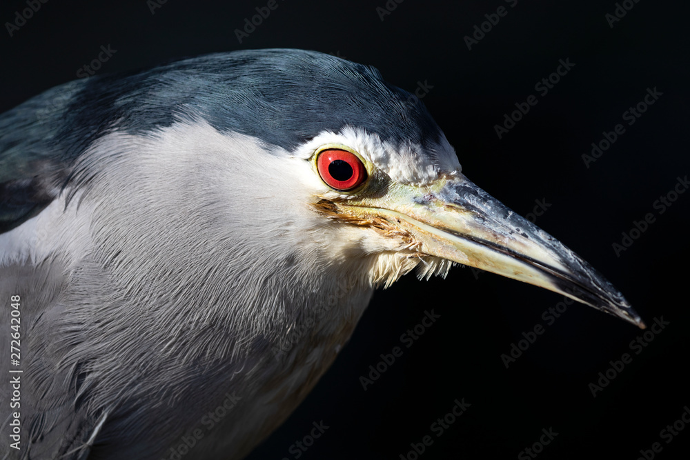 close-up view of black-crowned night heron isolated on black background close-up view of black-crowned night heron isolated on black background