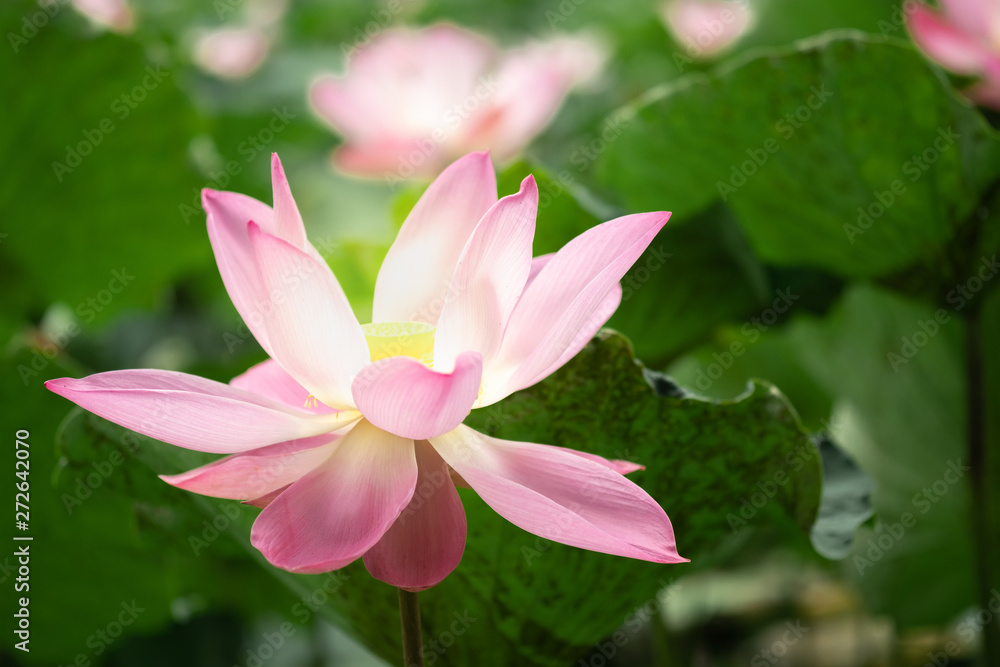 Closeup beautiful pink lotus with greenery leaves in the lake.Lotus is symbol of buddhism and mediation.-Image.