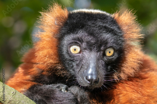 close-up view of adorable red ruffed lemur in wildlife