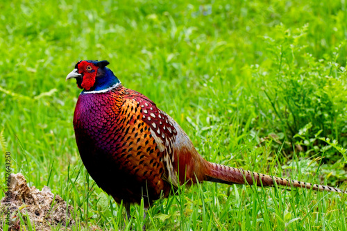 Common Pheasant (Phasianus colchicus), male standing in a field, Cornwall, England, UK.