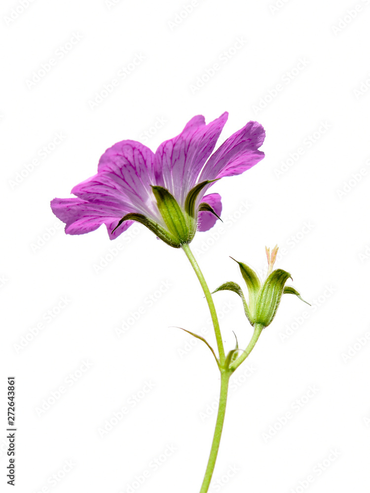 Pink flower in garden Pink flower in garden