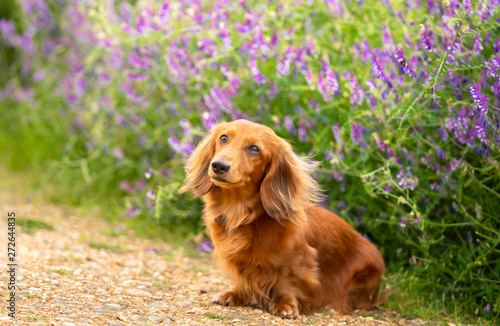 Portrait of Dachshund, Miniature Long Haired male dog  sitting on the path at the flower background in the country park.