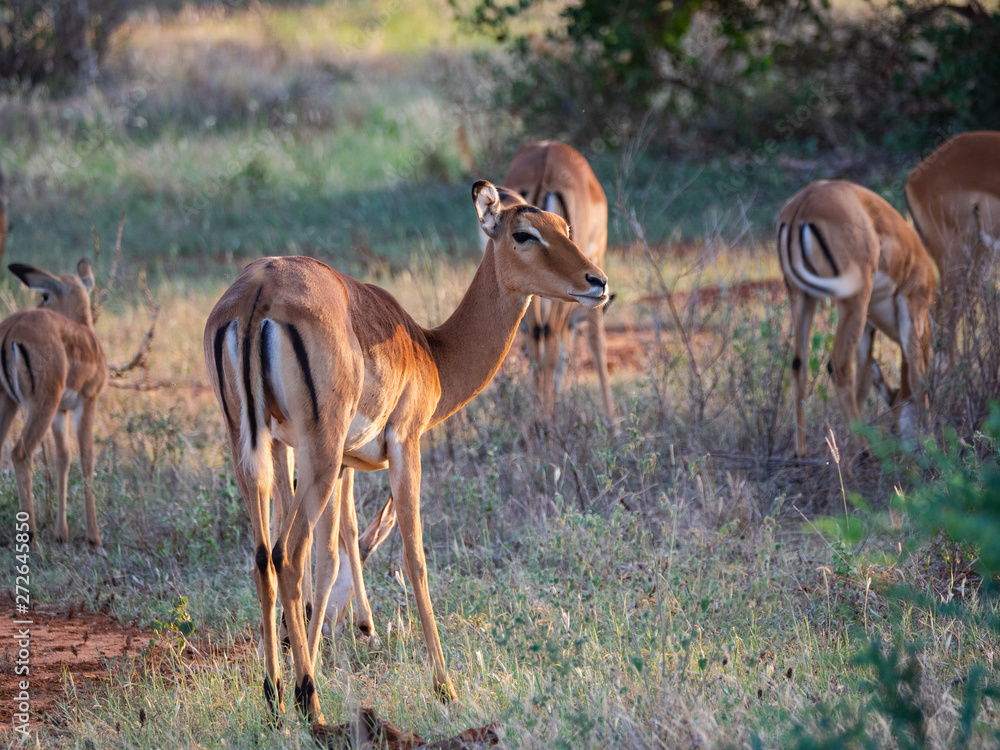 Female Impala in Tsavo East National Park, Kenya Female Impala in Tsavo East National Park, Kenya