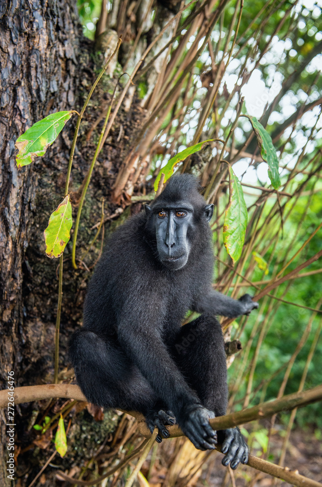 The Celebes crested macaque on the tree. Crested black macaque, Sulawesi crested macaque, or the black ape. Natural habitat. Sulawesi Island. Indonesia.