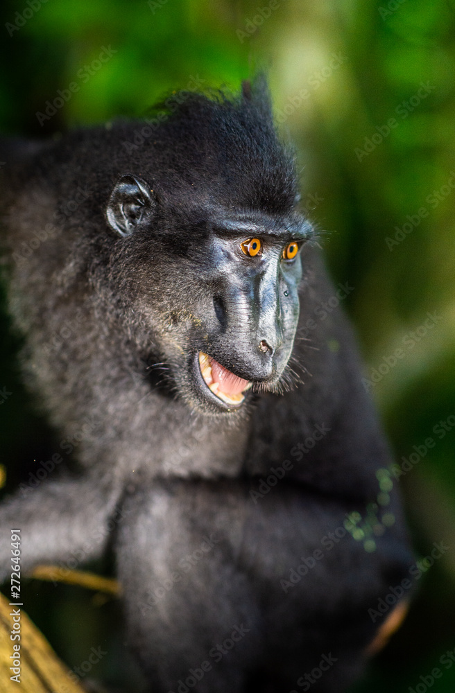 Obraz premium The Celebes crested macaque with open mouth. Crested black macaque, Sulawesi crested macaque, or the black ape. Natural habitat. Sulawesi Island. Indonesia.