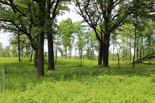 Oak Savanna at Somme Prairie Nature Preserve in Northbrook, Illinois