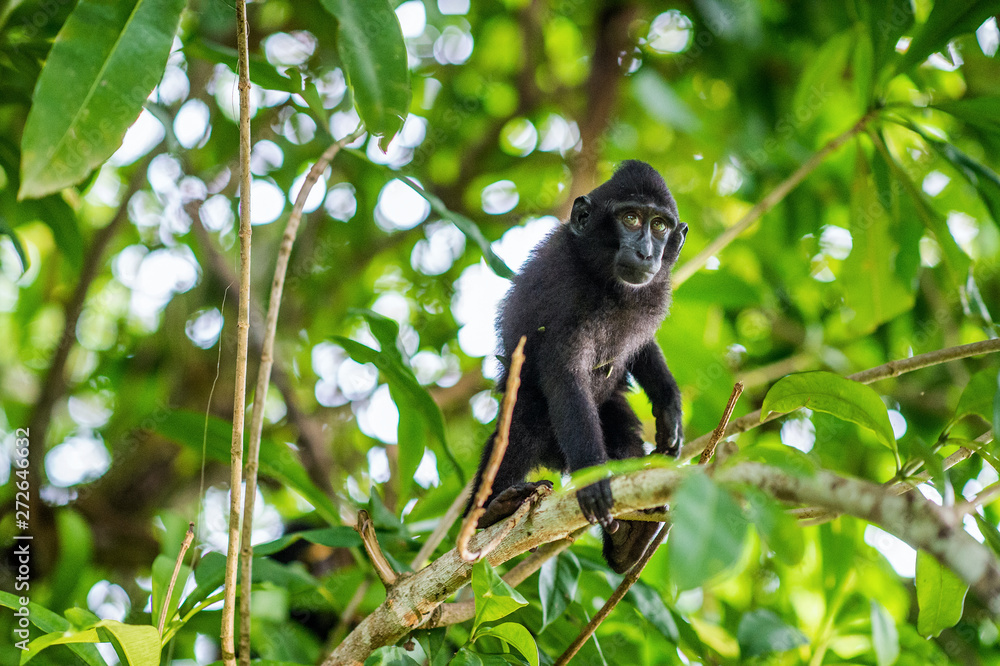 The Cub of Celebes crested macaque on the tree. Crested black macaque, Sulawesi crested macaque, or the black ape. Natural habitat. Sulawesi Island. Indonesia. The Cub of Celebes crested macaque on the tree. Crested black macaque, Sulawesi crested macaque, or the black ape. Natural habitat. Sulawesi Island. Indonesia.