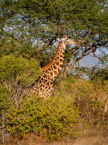 Giraffe in Tsavo East National Park  Kenya