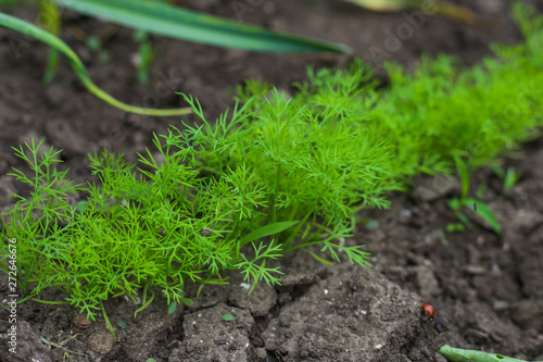 Young carrot plant sprouting out of soil on a vegetable bed. Shot with shallow depth of field.