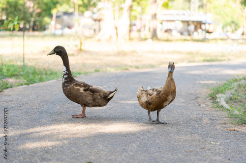 two duck stand on the road