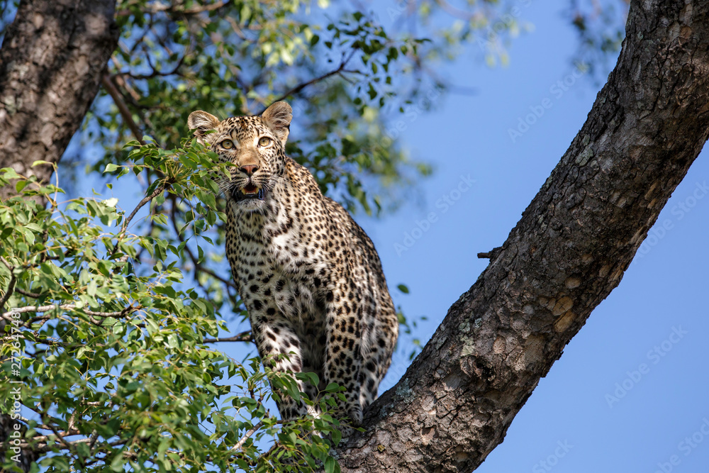 Obraz premium Female leopard in a tree in Sabi Sands Game Reserve in the Greater Kruger Region in South Africa