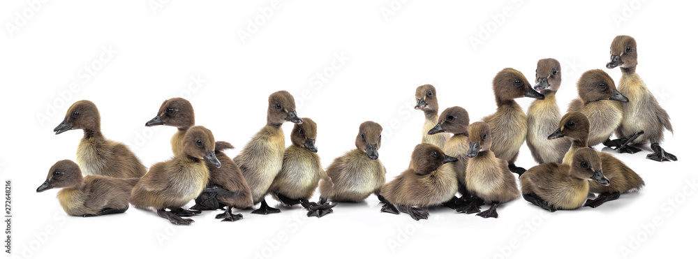 Fototapeta premium Duckling isolated on white