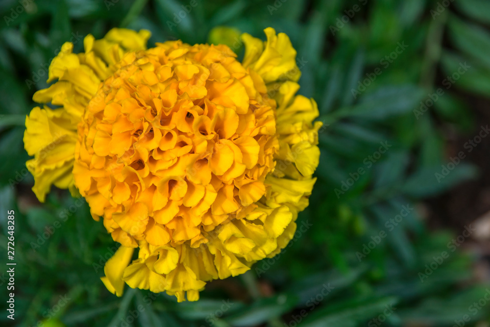 Yellow wildflowers close up in the meadow Yellow wildflowers close up in the meadow