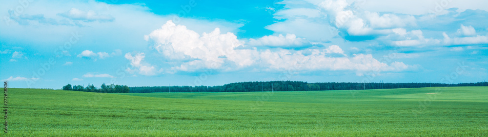 Fototapeta premium green field and blue sky with clouds