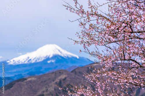 富士山と青空と桜