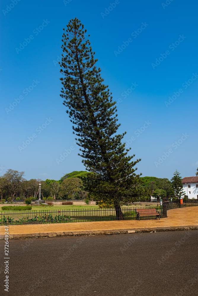 Obraz premium Tree near footpath