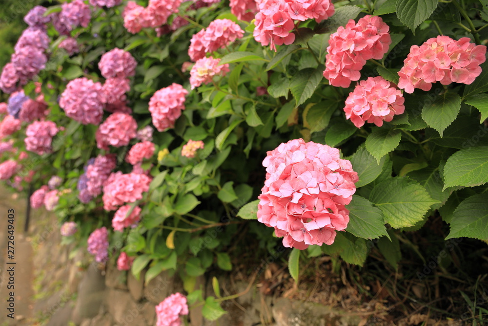 飛鳥山公園の紫陽花