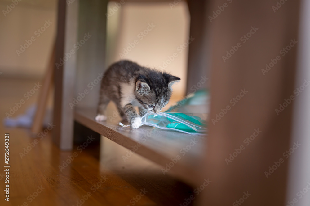 Kitten exploring its new home - obrazy, fototapety, plakaty 