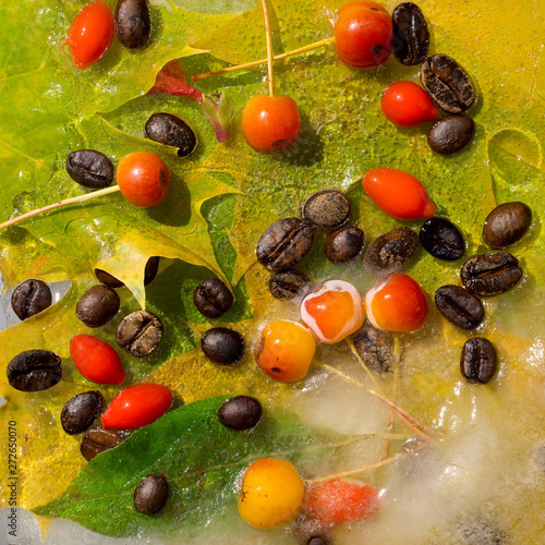 Background of  black coffee beans, red small apple, berry of goji and yellow leaves of maple   frozen in ice