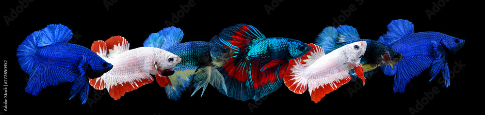 Fototapeta premium Fighting fish isolated on black background