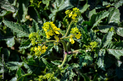 yellow flowers in spring