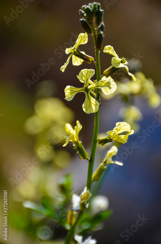 close up of small yellow flowers