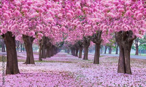 Pink trumpet tree with pink flower blooming tunnel on the morning.