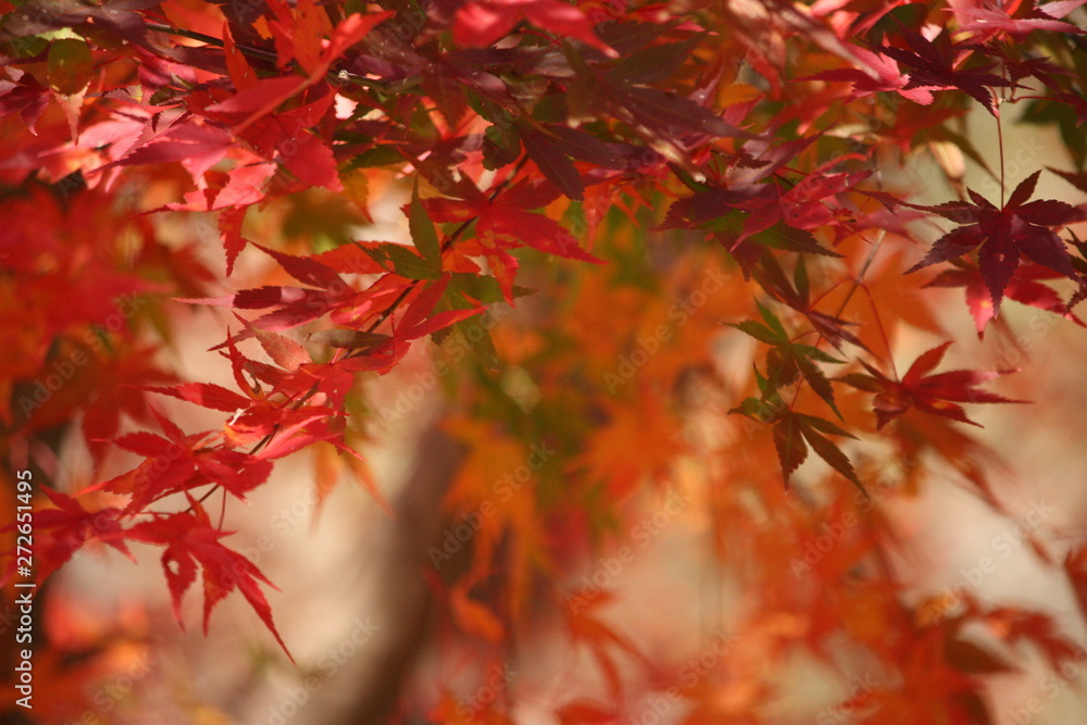 紅葉 紅葉
