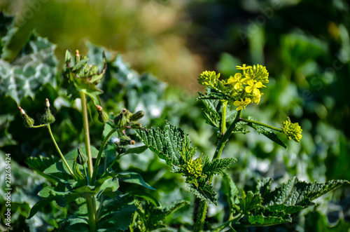 close up of small yellow flowers