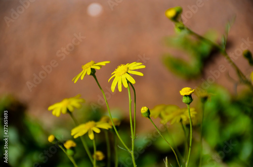 yellow flowers in the garden