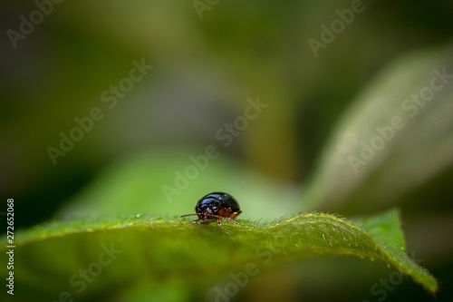 Beetle on a leaf- Beetle or Plataspidae are a family of shield bugs native to the old world