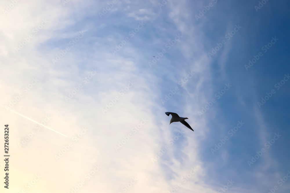 seagull flying in the blue sky seagull flying in the blue sky