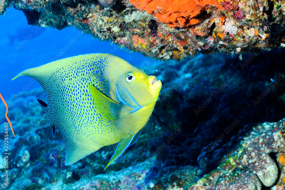 Obraz premium サザナミヤッコ食事中 semicircle angelfish