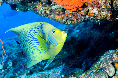 サザナミヤッコ食事中 semicircle angelfish