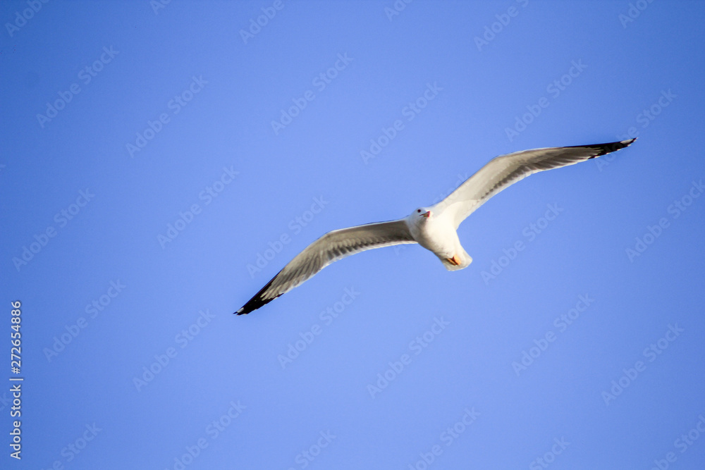 gaviota en el puerto volando pez gaviota en el puerto volando pez