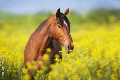 Bay horse with long mane on rape field © callipso88