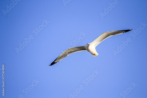 gaviota en el puerto volando pez 