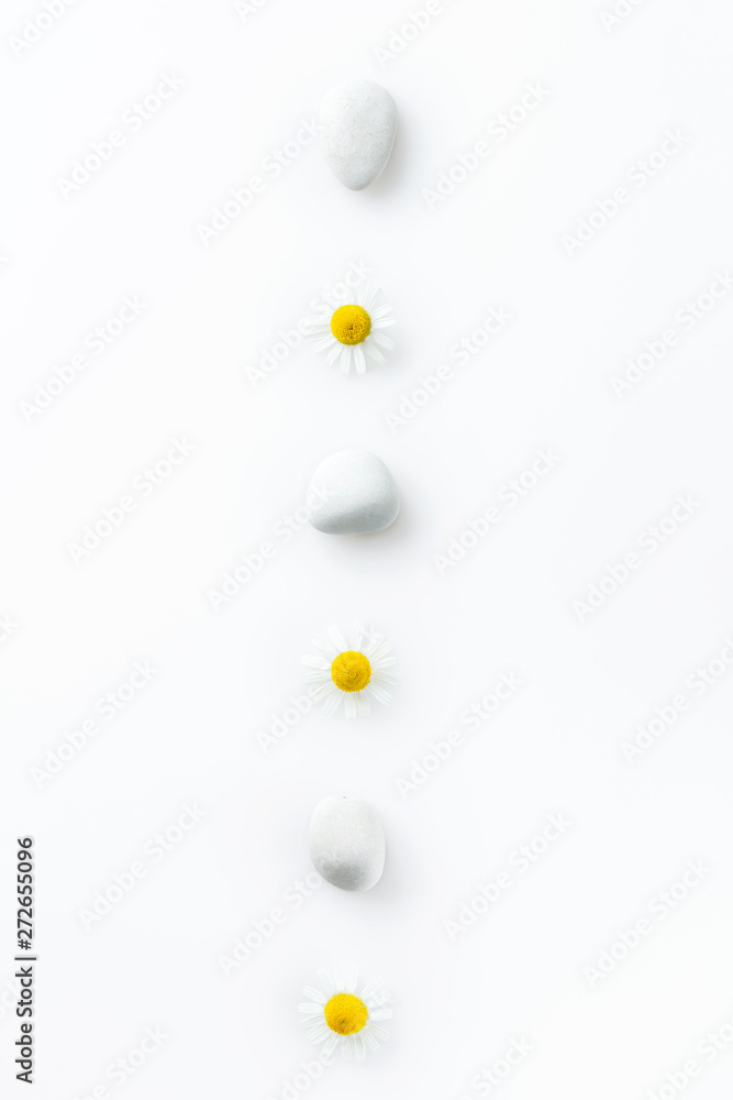 Chamomile flowers straight row, line among white of stones on a white isolated background. spa concept, chamomile tea and japanese rock garden idea Chamomile flowers straight row, line among white of stones on a white isolated background. spa concept, chamomile tea and japanese rock garden idea