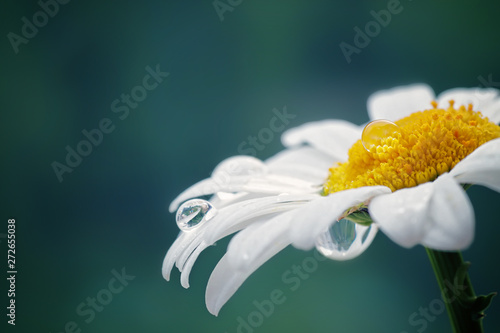 Beautiful drop of water on a white daisy, blurred background, reflection in a drop, macro.