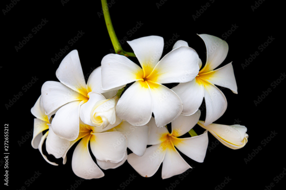 Fototapeta premium Plumeria or Frangipani is a perennial flower in the family of trotters or frangipani trees. There are many types together. Other native names include Champa, Champalao and Champakhom.