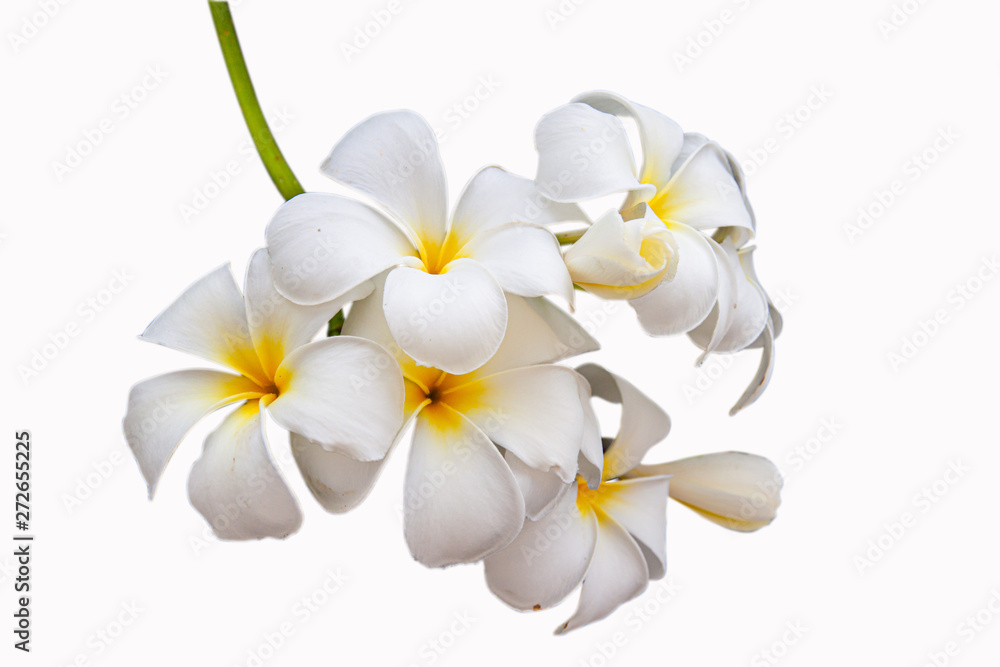 Naklejka premium Plumeria or Frangipani is a perennial flower in the family of trotters or frangipani trees. There are many types together. Other native names include Champa, Champalao and Champakhom.
