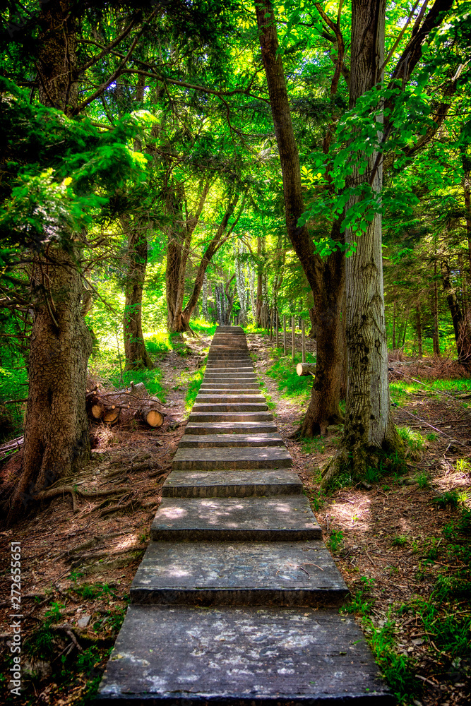 Path of large numbers of steps in the middle of a forrest Path of large numbers of steps in the middle of a forrest